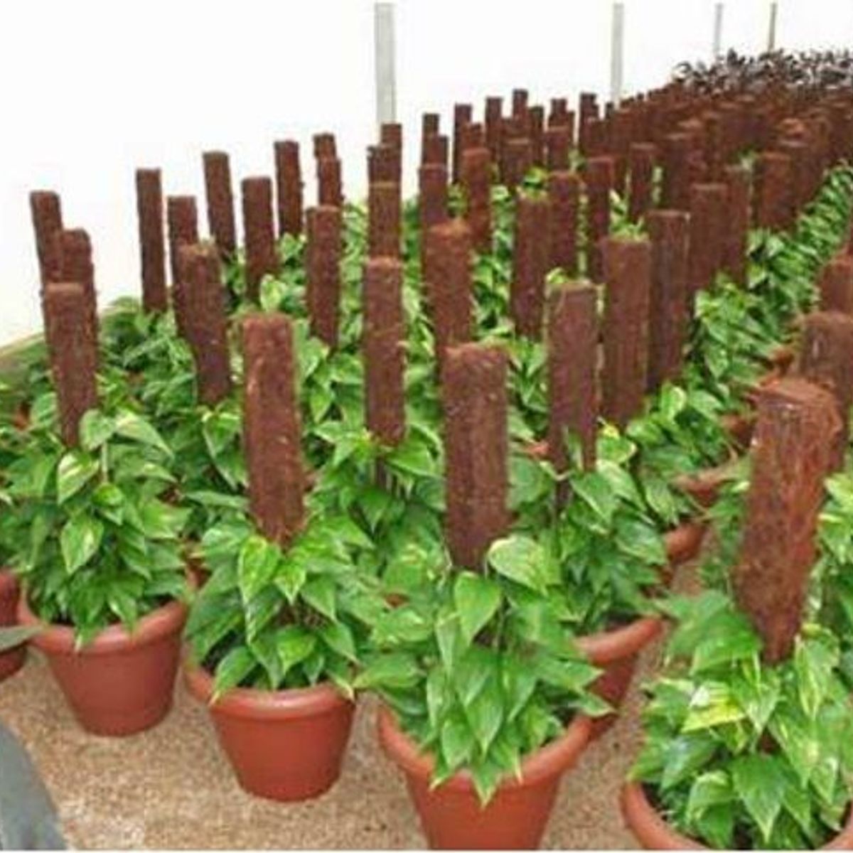 Estaca de Fibra de Coco 40cm Marrom Coquim, marca Coquim - Foto 2