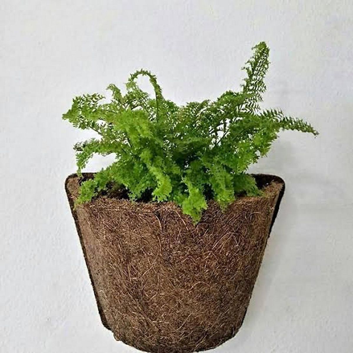 Vaso Comum Fibra de Coco Parede Médio 23x8x16cm Coquim, marca Coquim - Foto 2