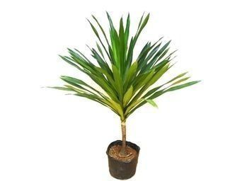 Dracena Arbrea, Verde