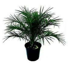 Palmeira Phoenix Pote 35