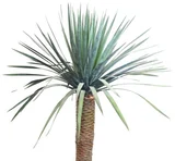 Dracena Draco