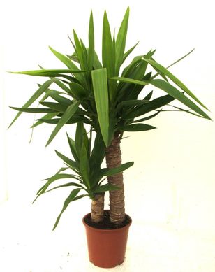 Yucca Grande