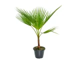 Palmeira Washingtonia
