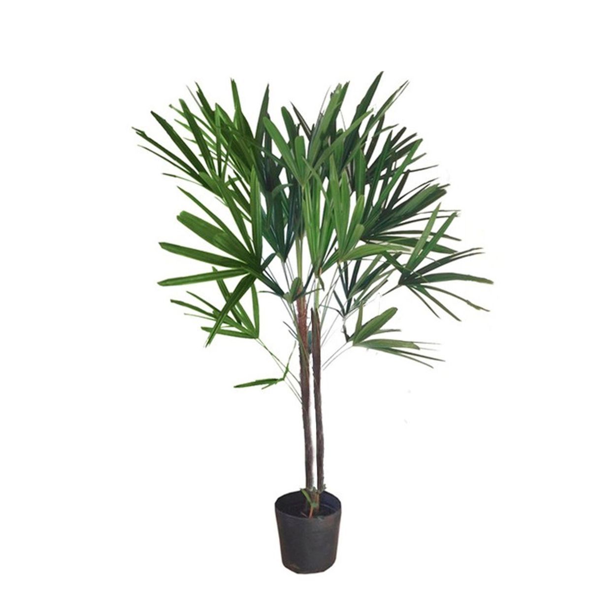 Palmeira Raphis Excelsa 2 Hastes Planta Natural, marca Timlog - Foto Principal