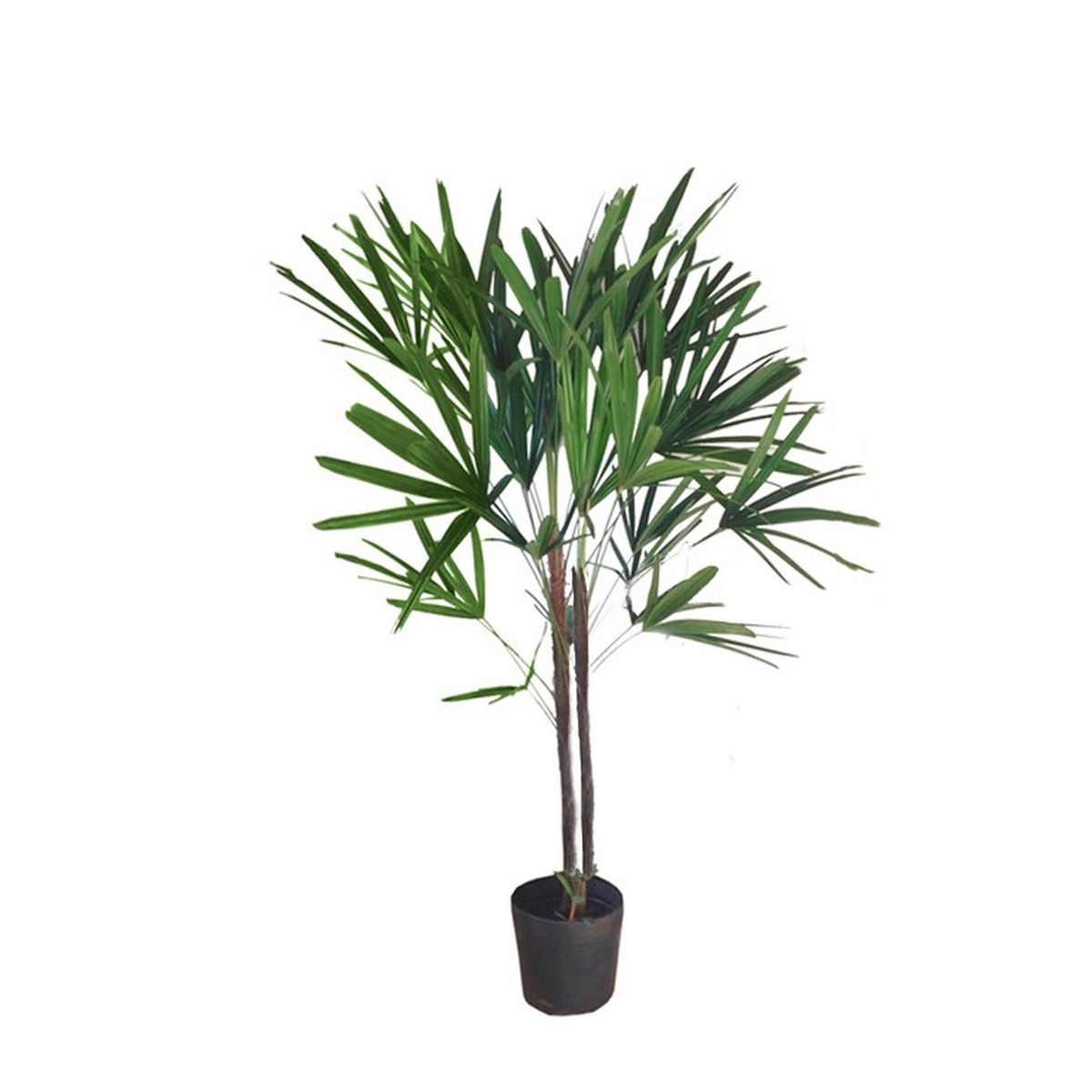 Palmeira Raphis Excelsa 2 Hastes Planta Natural, marca Timlog - Foto Principal