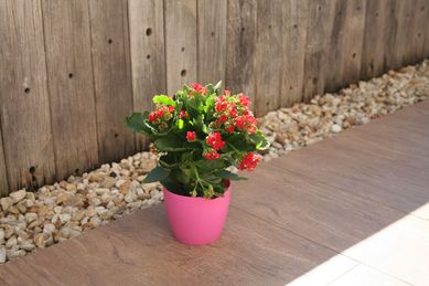Vaso Oxford 11 Rosa