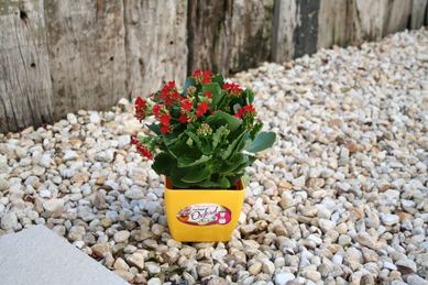 Vaso Quadrado 12,5x10,5cm Amarelo