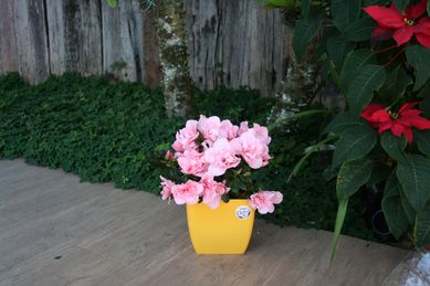 Vaso Oxford 16 Quadrado Amarelo