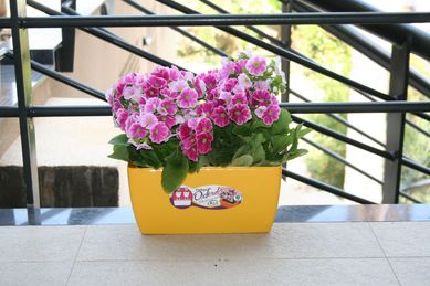 Jardineira Oxford 31cm Amarelo