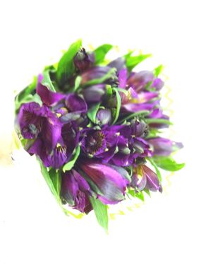 Alstromeria Corte