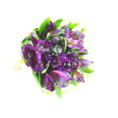 Alstroemélia Flor de Corte Planta Natural