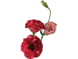 Lisianthus Flor Corte
