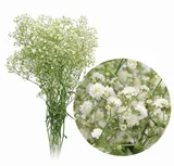 Gipsofila Mosquitinho Planta Natural