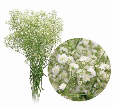 Gipsofila Fl Corte Mosquitinho