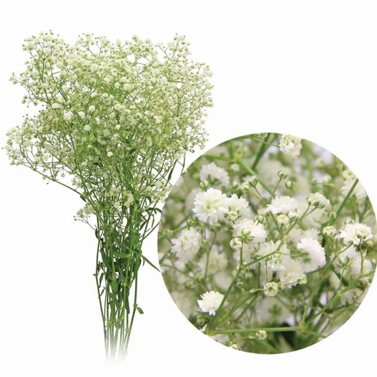 Gipsofila Mosquitinho Planta Natural, marca Timlog - Foto Principal