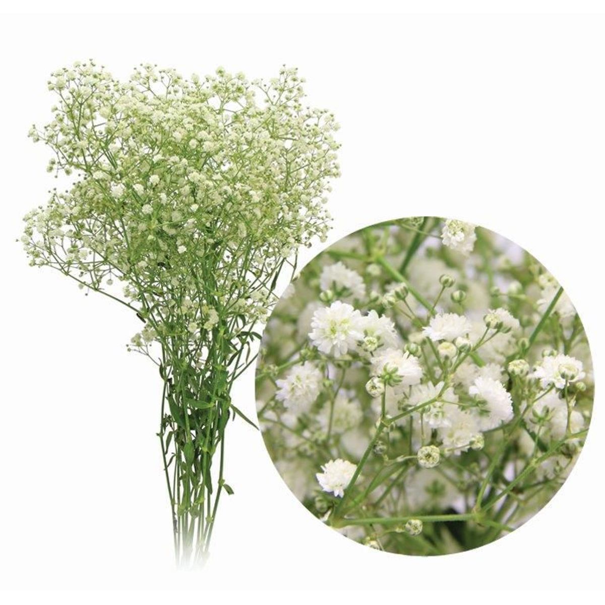 Gipsofila Mosquitinho Planta Natural, marca Timlog - Foto Principal