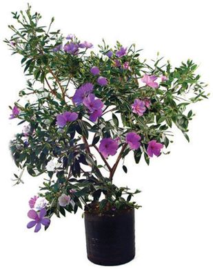 Manac da Serra Vaso