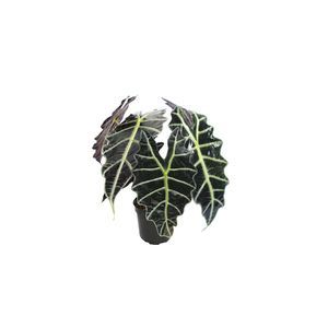 Alocasia Pote 15 Verde