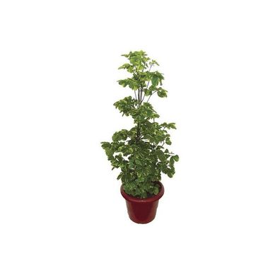 rvore da Felicidade Pote 11, Verde