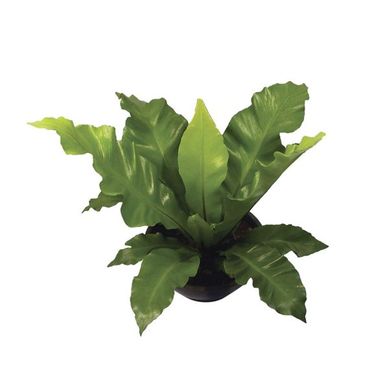Asplenium Nidus Pote 14, Verde