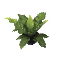 Asplenium Nidus Pote 14, Verde