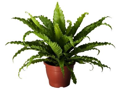 Asplenium Osaka Pote 19, Verde