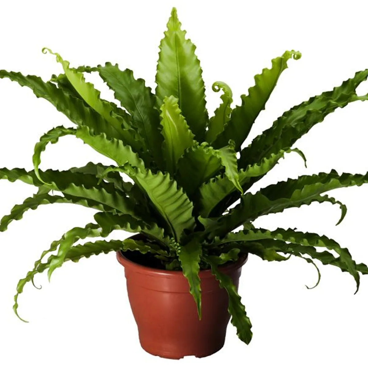 Asplenium Osaka Pote 19, Verde, marca Veiling Holambra - Foto Principal
