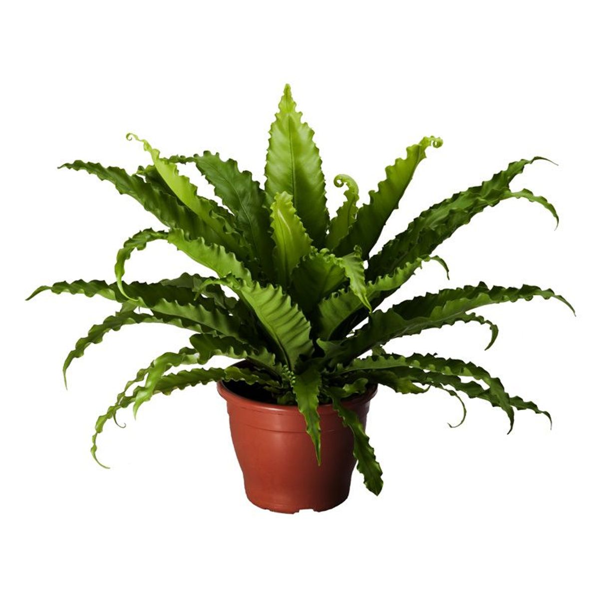Asplenium Osaka Pote 19, Verde, marca Veiling Holambra - Foto Principal