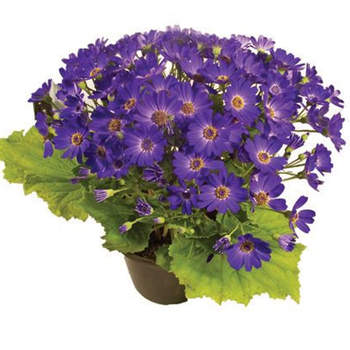 Cineraria Pote 14 Planta Natural, marca Timlog - Foto Principal