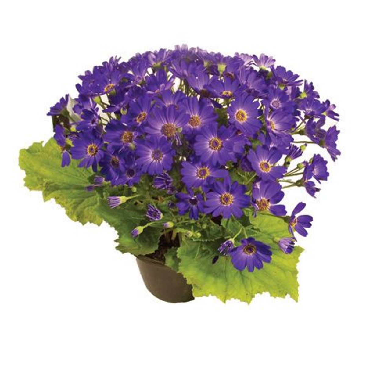 Cineraria Pote 14 Planta Natural, marca Timlog - Foto Principal
