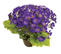 Cineraria Pote 14 Planta Natural