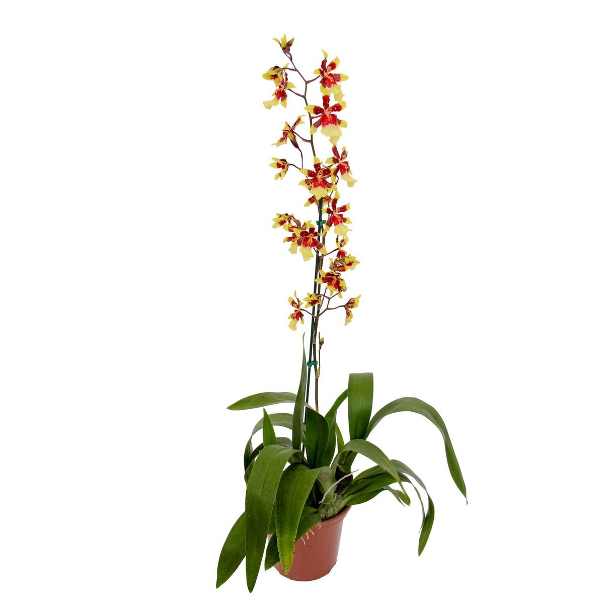 Orquídea Colmanara Pote 15 Planta Natural, marca Timlog - Foto Principal