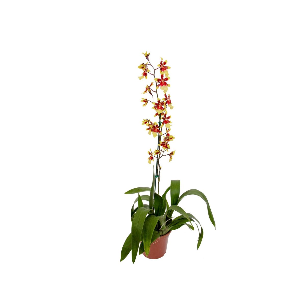 Orquídea Colmanara Pote 15 Planta Natural, marca Timlog - Foto Principal