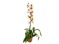 Orquídea Colmanara Pote 15 Planta Natural
