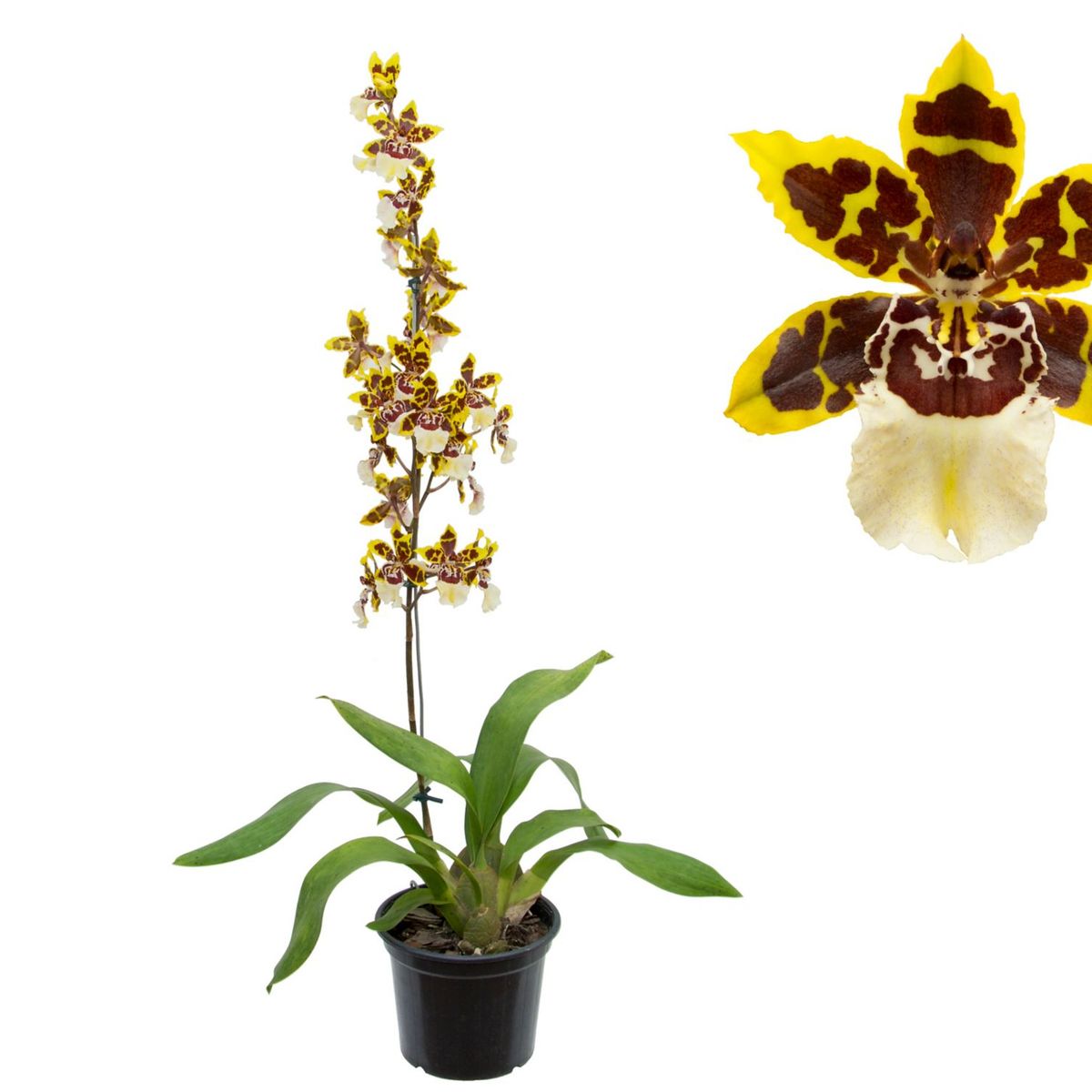Orquídea Colmanara Pote 15 Planta Natural, marca Timlog - Foto 2