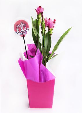 Curcuma Pote 15