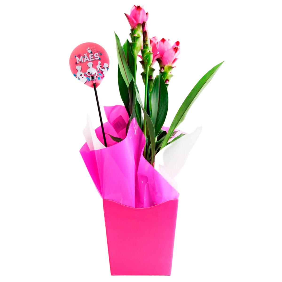 Curcuma Pote 15, marca Veiling Holambra - Foto Principal