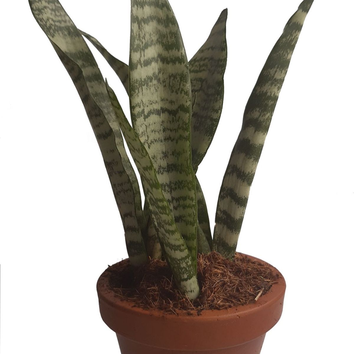 Veiling Holambra - Espada de São Jorge Pote 11 Planta Natural