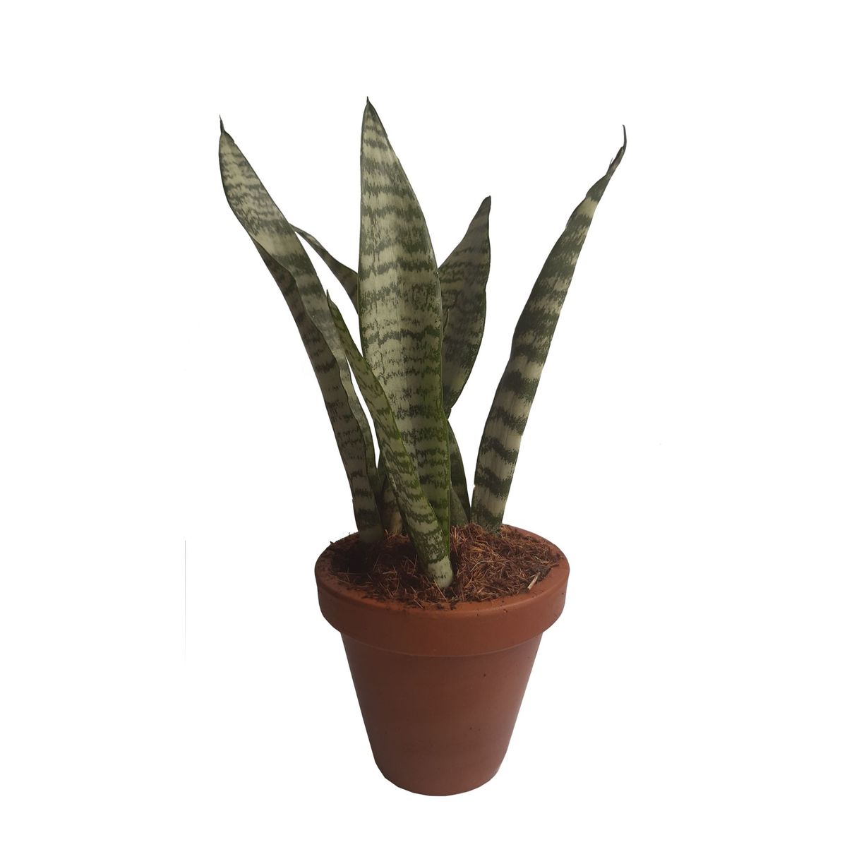 Veiling Holambra - Espada de São Jorge Pote 11 Planta Natural