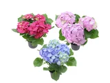 Hortênsia Pote 14