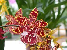 Orqudea Odontocidium Pote 13