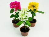 Primavera Pote 11