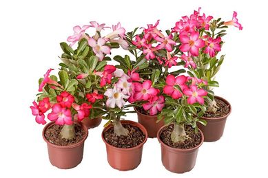 Rosa do Deserto Pote 15