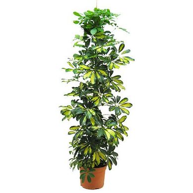 Schefflera P24