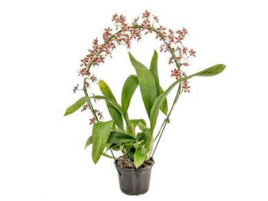 Orqudea Oncidium Sharry Baby Marrom