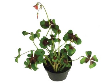 Trevo de Quatro Folhas Pote 11