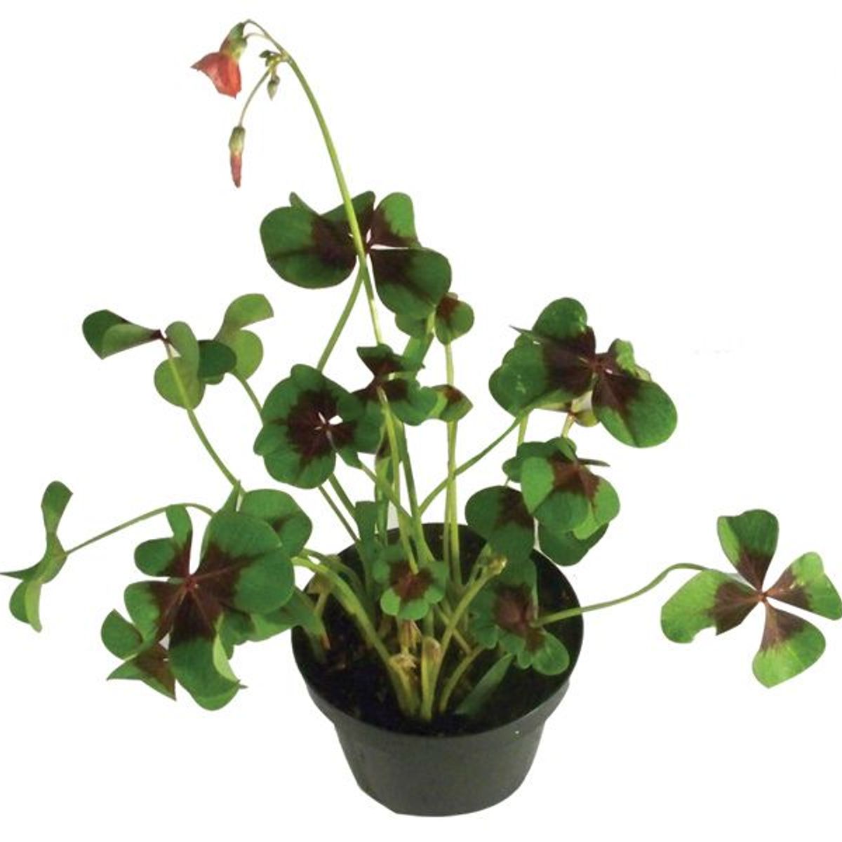 Trevo de Quatro Folhas Pote 11, marca Veiling Holambra - Foto Principal