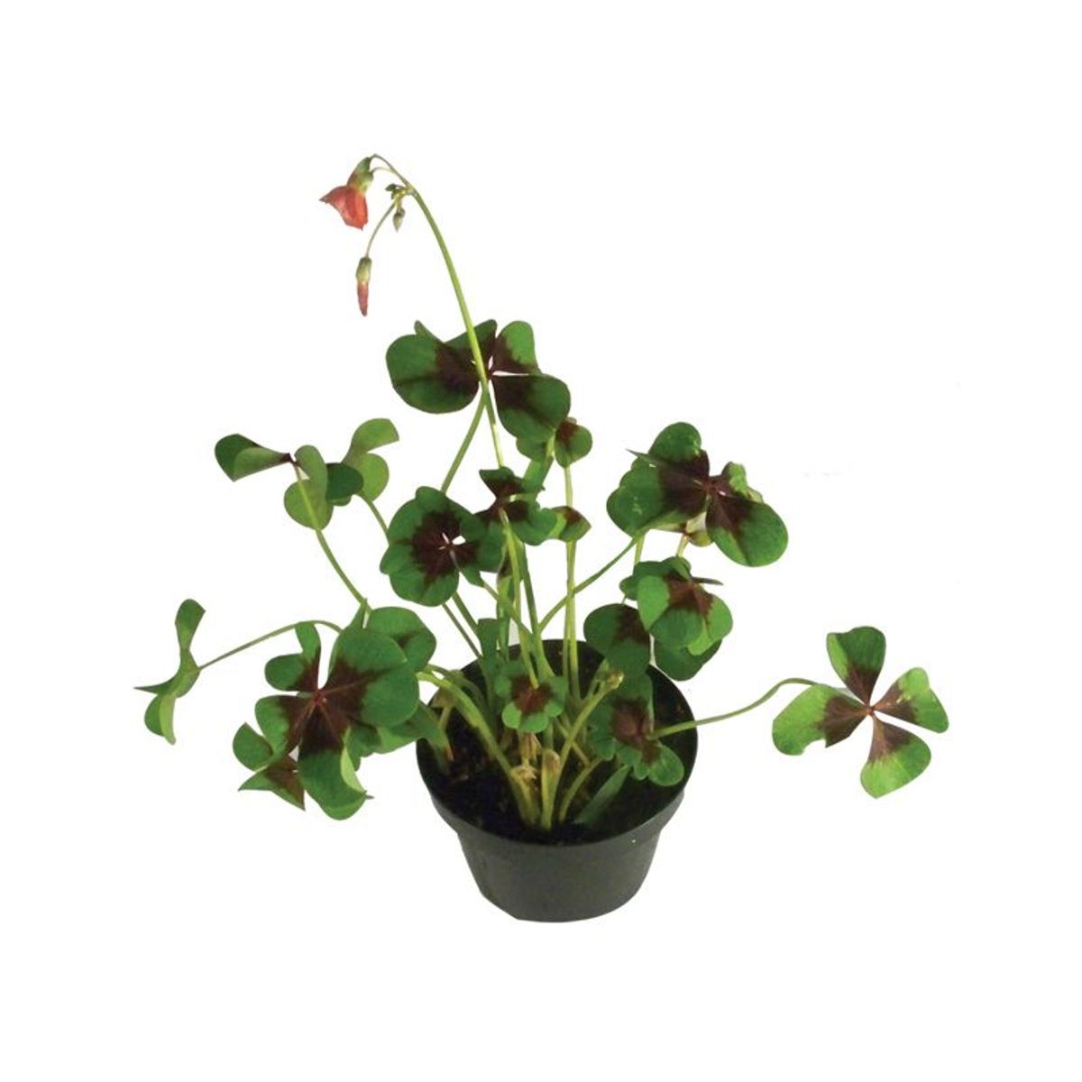 Trevo de Quatro Folhas Pote 11, marca Veiling Holambra - Foto Principal