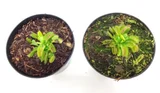 Planta Carnívora