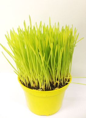Clorofila